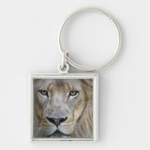 Porte-clés Lion mâle adulte au zoo de Sacramento, CA