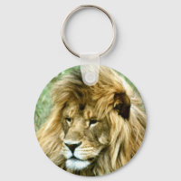 Lion mâle africain