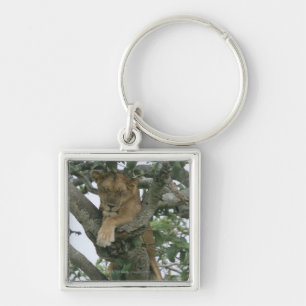 Porte-clés Lionne d'escalade d'arbre (Panthera Lion), reine