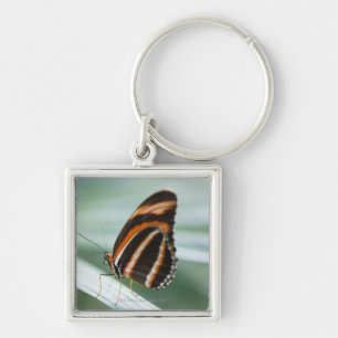 Porte-clés Long papillon d'aile de zèbre