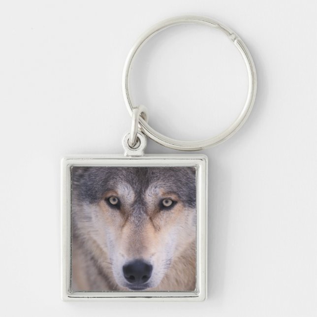 Porte-clés loup gris, Canis lupus, gros plan des yeux (Devant)