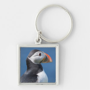 Porte-clés Macareux Atlantique (Fratercula Arctica) Sur Une F
