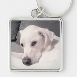 Porte-clés Magnifique Regal Blanc Labrador Mix Chien Grey Key