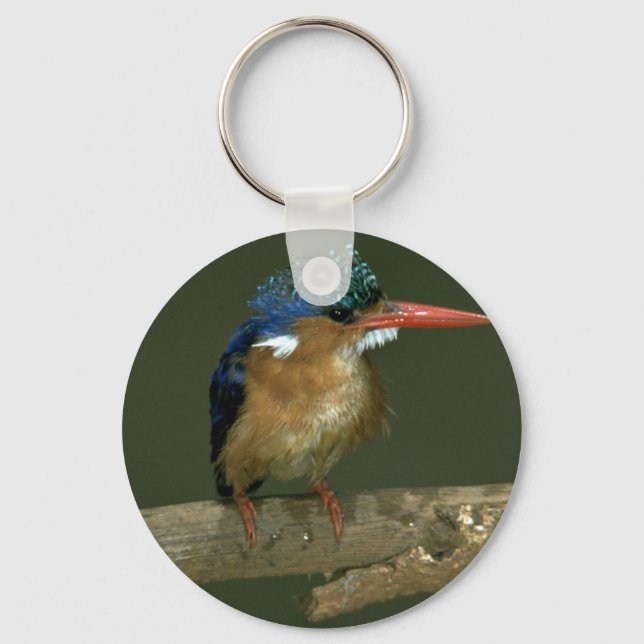 Porte-clés Malachite Kingfisher (Recto)