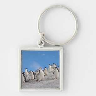Porte-clés Manchots à Collier   Pygoscelis Antarctica