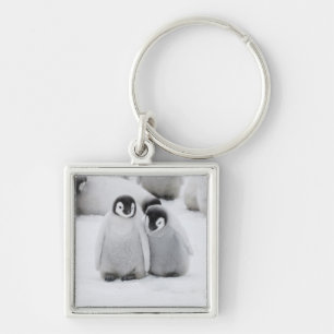 Porte-clés Manchots empereurs sur la glace en Antarctique