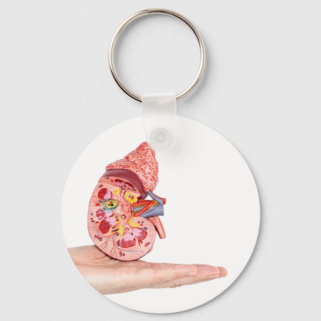 Porte-clés Mannequin avec l'intérieur du rein humain (Recto)