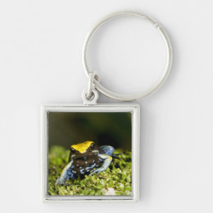 Porte-clés Mantella à oreilles noires, Mantella expectata, 2