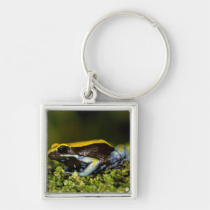 Porte-clés Mantelle à oreilles noires, Mantella expectata,