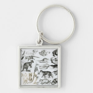 Porte-clés Marsupialia, Monetremata, Edentata