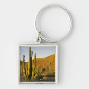 Porte-clés Mexique, Baja, île Santa Catalina, mer de