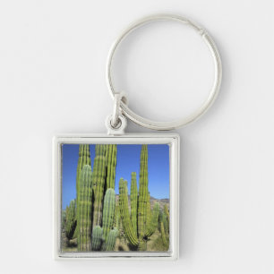 Porte-clés Mexique, Sonora, San Carlos. Saguaro & Organ Pipe