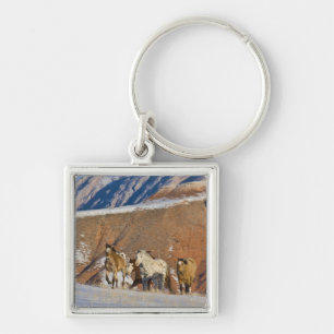 Porte-clés Montagnes Big Horn, Chevaux courant
