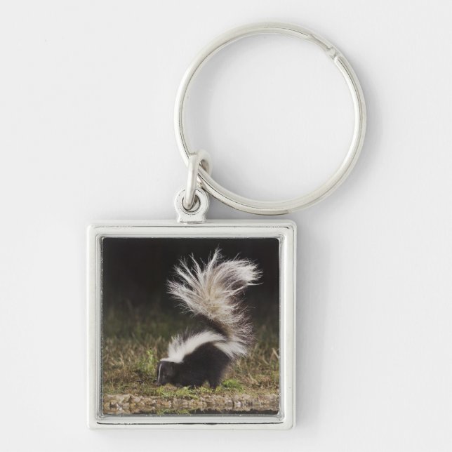 Porte-clés Mouffette rayée, Mephitis mephitis (Devant)