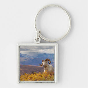 Porte-clés mouflon de Dall, Ovis dalli, bélier