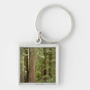 Porte-clés Muir Woods National Monument, Nord