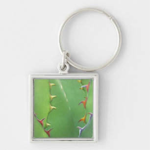Porte-clés N.A., États-Unis, AZ, Phoenix, Desert Botanical 2