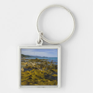 Porte-clés Nouvelle-Zélande, Southland, île Stewart. Kelp