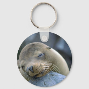 Porte-clés Otarie de bébé, îles de Galapagos