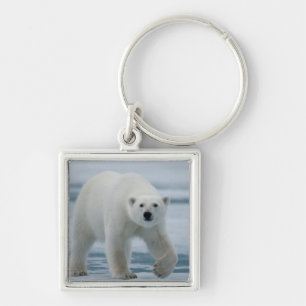 Porte-clés Ours Polaire, Ursus Maritimus, Adulte