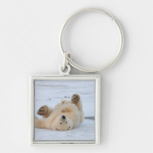 Porte-clés ours polaire, Ursus maritimus, ourson roulant 3