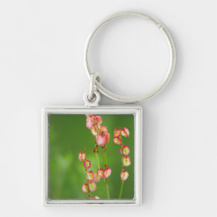 Porte-clés Paper Hearts (Rumex Woodii), Ukhahlamba