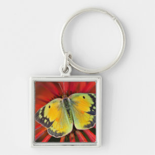 Porte-clés Papillon de la luzerne sur une fleur conique