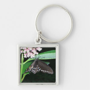 Porte-clés Papillon de nuit noir à Shenandoah