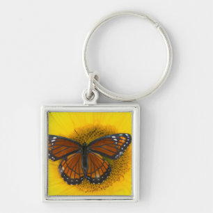 Porte-clés Papillon Viceroy   Limenitis Archippus
