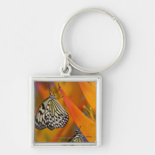 Porte-clés Papillons de papier de cerf-volant (leuconoe