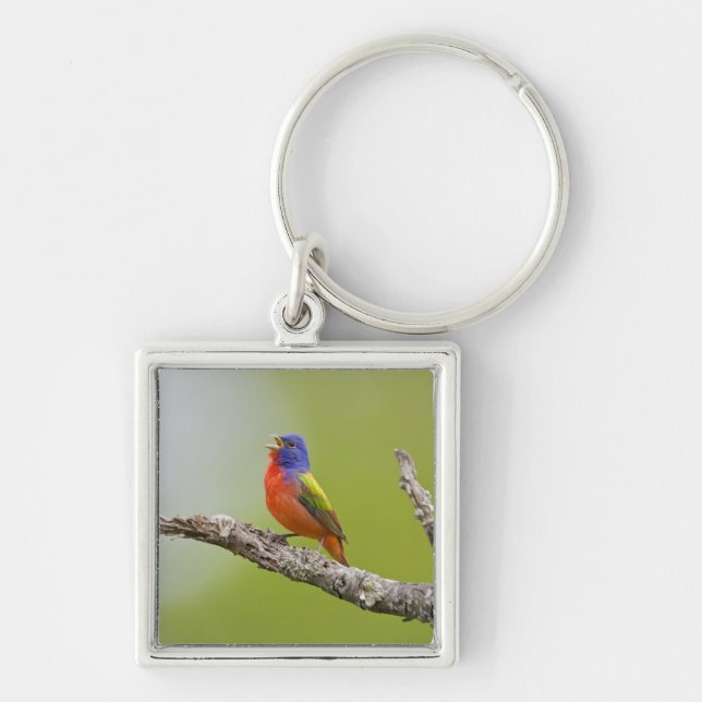 Porte-clés Peint Bunting Passerina ciris) chant masculin (Devant)