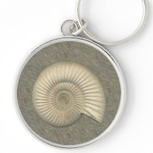 Perisphinctes Ammonite