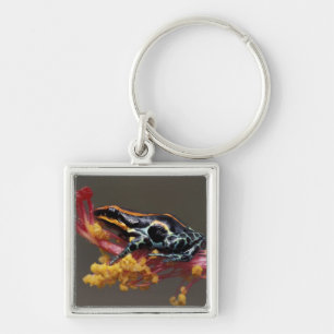 Porte-clés Pérou, Forêt tropicale péruvienne. Grenouille flèc