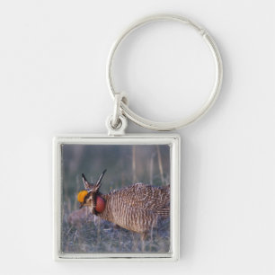 Porte-clés Petit poulet des Prairies, Tympanuchus