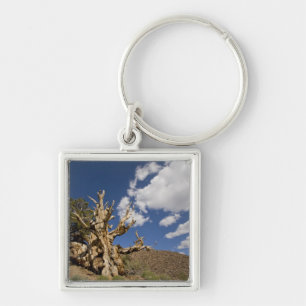 Porte-clés Pin Bristlecone dans l'Ancient Bristlecone Forest,