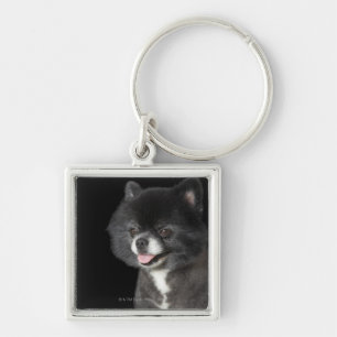 Porte-clés Pomeranian noir regardant vers la gauche