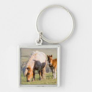 Porte-clés Poney Shetland dans un pâturage près de hautes fal