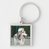 Porte - clé de chien de traîneau sibérien