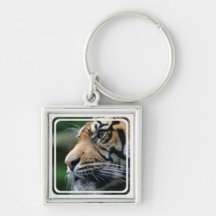 Porte-clés Porte - clé d'image de tigre