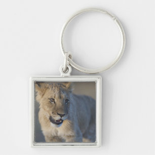 Porte-clés Portrait de lion CUB (Panthera Lion), Namibie