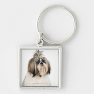 Porte-clés Portrait de studio de Shih Tzu