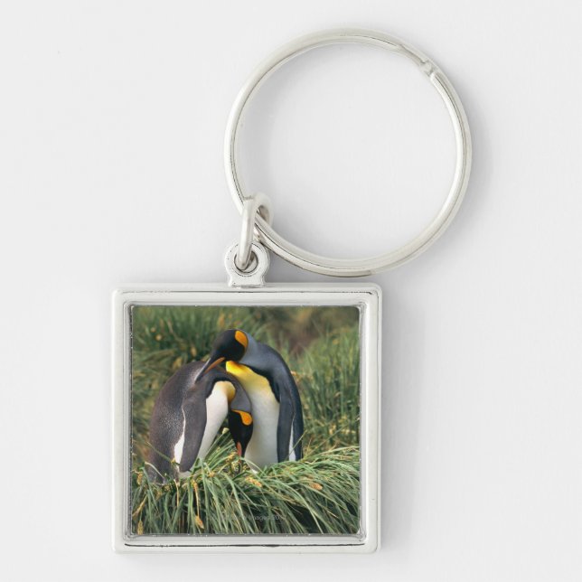 Porte-clés Pousser du nez de pingouins de roi (Devant)