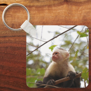 Porte-clés Primate curieux, capucin à face blanche