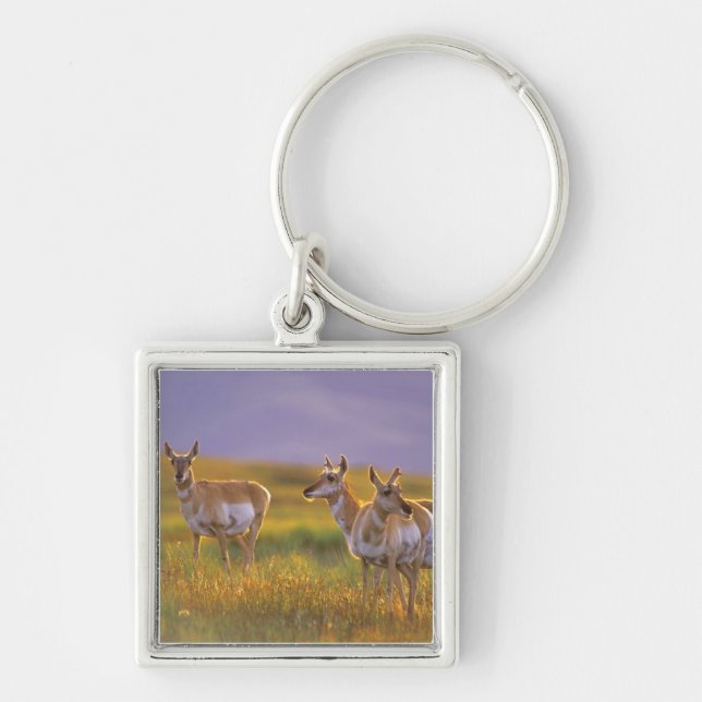 Porte-clés Pronghorn Antelope dans le Montana (Devant)