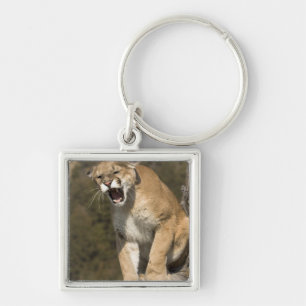 Porte-clés Puma ou lion de montagne, puma concolor, En captiv