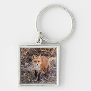 Porte-clés Red Fox de près et personnel