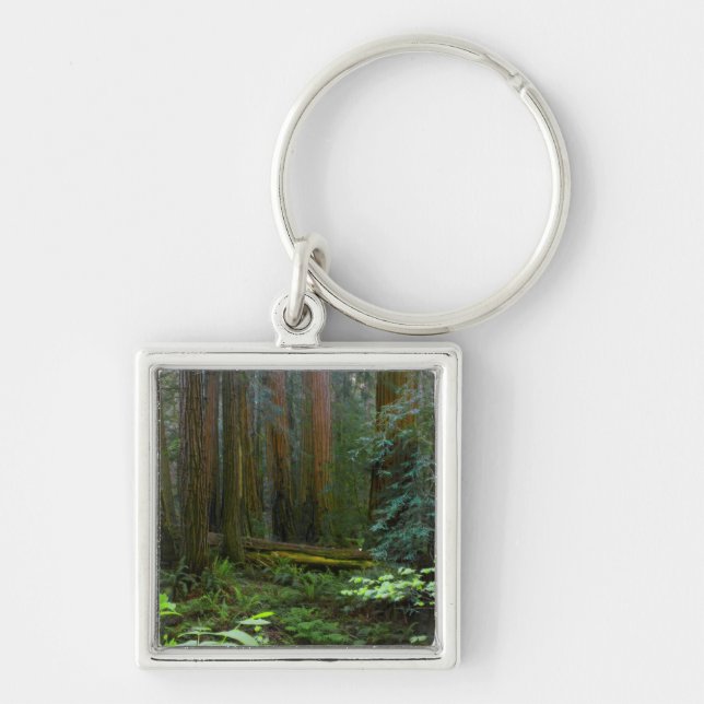 Porte-clés Redwoods Dans Le Parc National De Muir Woods (Devant)