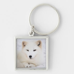 Porte-clés Renard polaire arctique blanc dans la neige