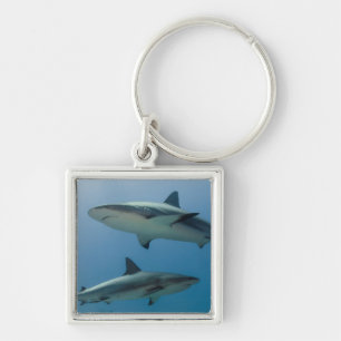 Porte-clés Requin des récifs des Caraïbes