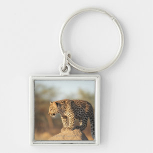 Porte-clés Réserve naturelle de Harnas, Namibie